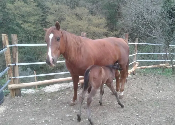 Le Colline Di Bana Hotell Camogli