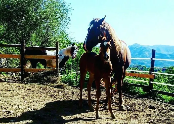 Le Colline Di Bana * Camogli