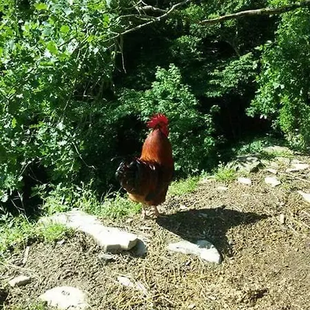 Panzió Le Colline Di Bana