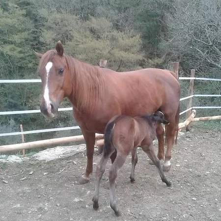 Le Colline Di Bana Hotel Camogli
