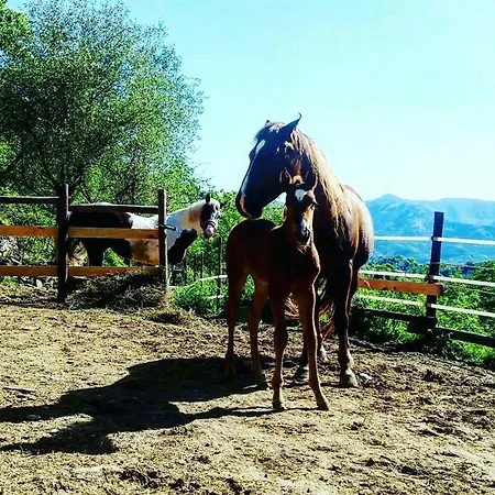 Le Colline Di Bana * Камольи